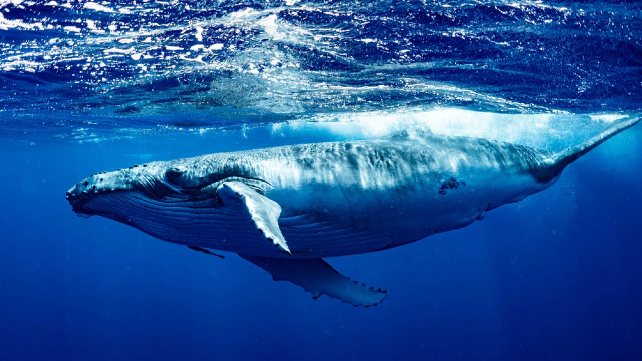 Ballena en el fondo del mar